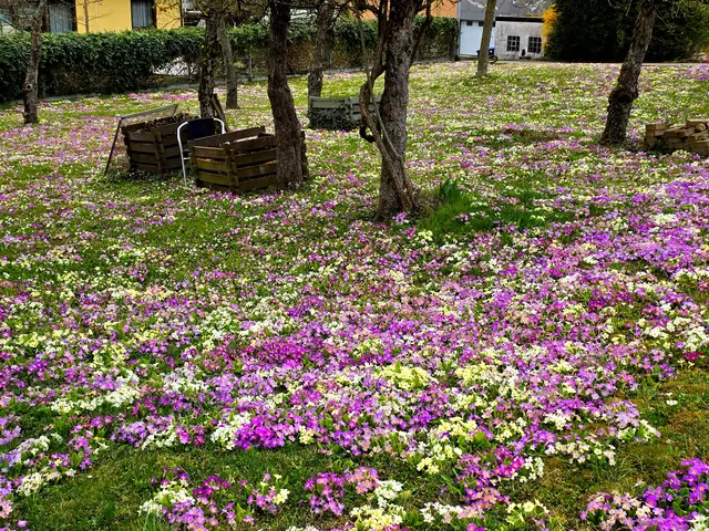 Primeln die in die Unendlichkeit wachsen. | Foto: Heidrun Rosenberger