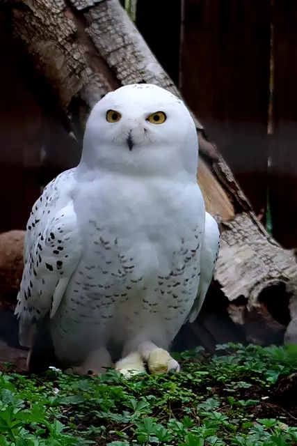 Foto: Eduard Warenik