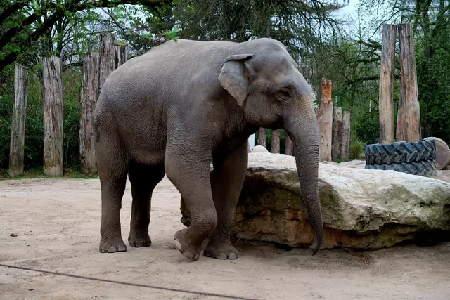 Foto: Eduard Warenik