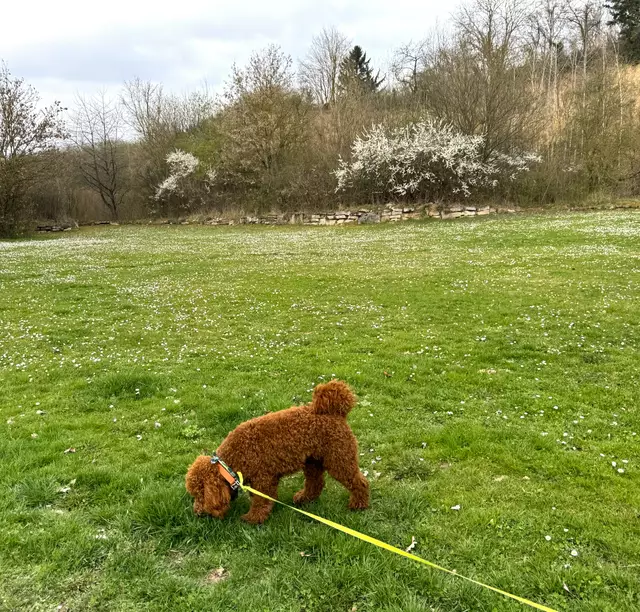 Foto: Heide Böllinger aus Bad Friedrichshall