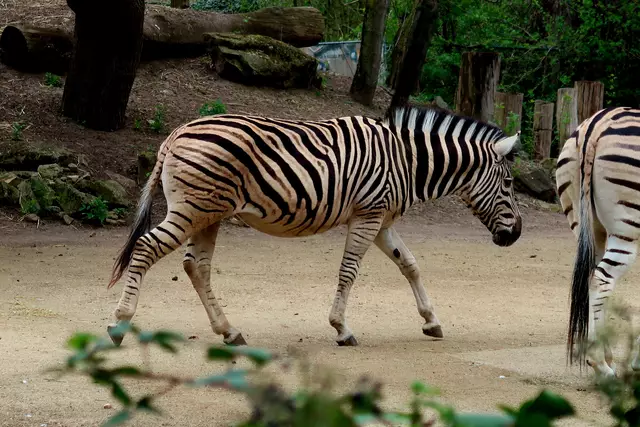 Foto: Eduard Warenik