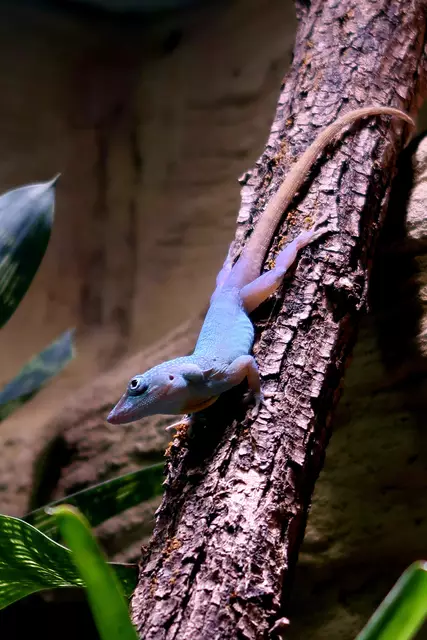 Foto: Eduard Warenik