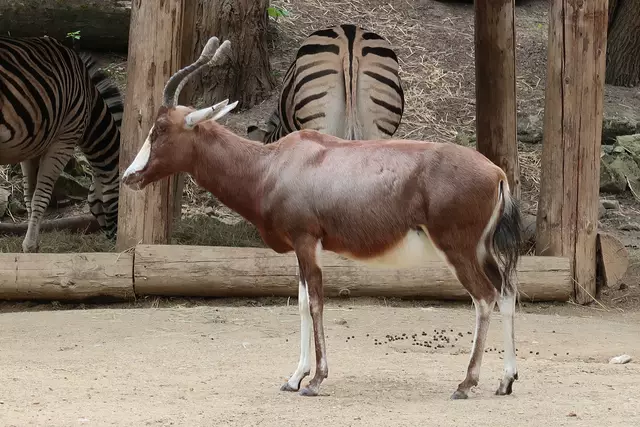 Foto: Eduard Warenik