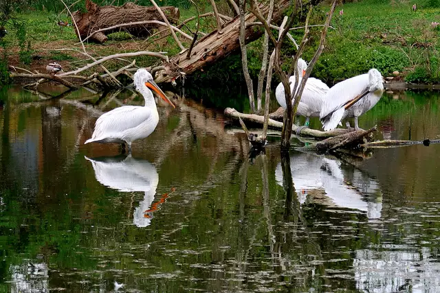 Foto: Eduard Warenik