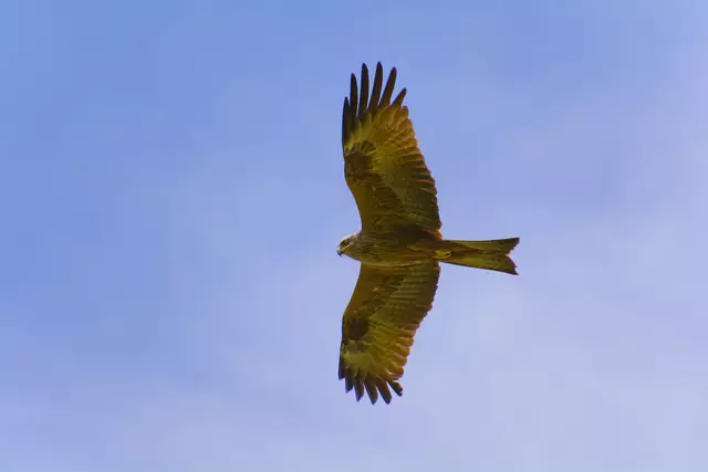 Ein prächtiger Vogel. | Foto: Michael Harmsen