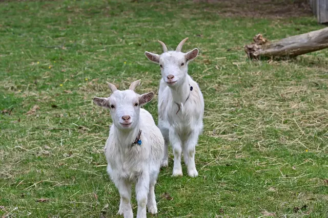 Sind die nicht drollig? | Foto: Michael Harmsen