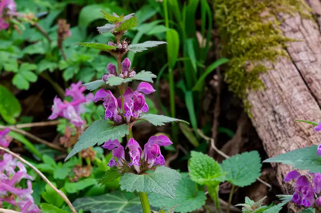 Die Taubnessel ist eine wunderhübsche Pflanze. Als Kinder haben wir die Blüten ausgesaugt. Süß wie Hönig. | Foto: Michael Harmsen