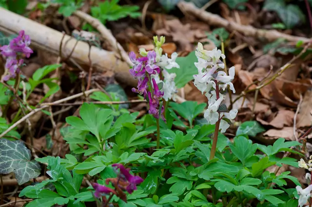 Den Hohlen Lerchensporn gibt es in Weiß und Violett. | Foto: Michael Harmsen