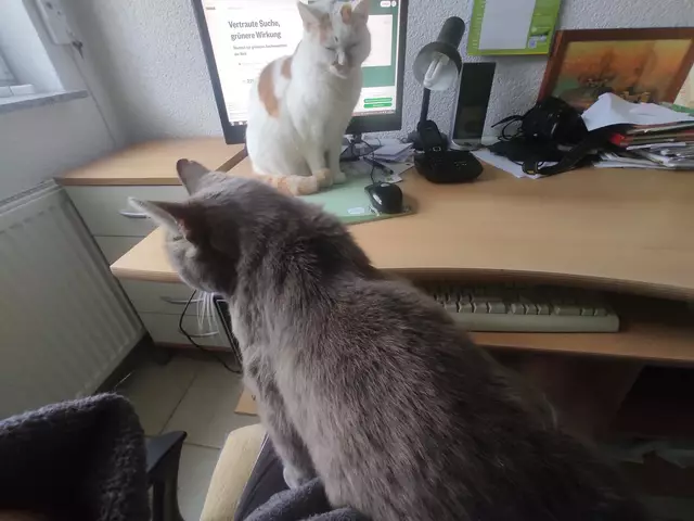 Da hilft nur aufhören und sich der Katzenmacht ergeben. | Foto: Daniela Somers