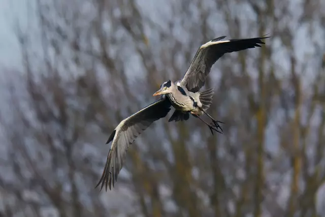 Die Fischreiher sind hier ziemlich scheu. Ohne Tele geht da nix. | Foto: Michael Harmsen