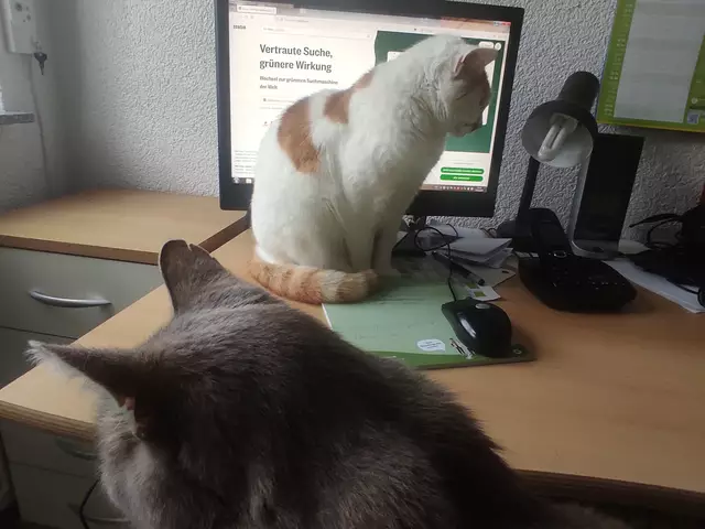 Demonstrativ mal vor den Bildschirm gesessen. Und damit auch die Tastatur blockiert ist, setzt sich Joe noch vor die Tastatur auf meinen Schoß. Teamwork vom Feinsten. | Foto: Daniela Somers