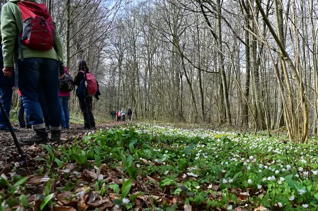 Die Waldanemonen blühen hübsch. | Foto: Michael Harmsen