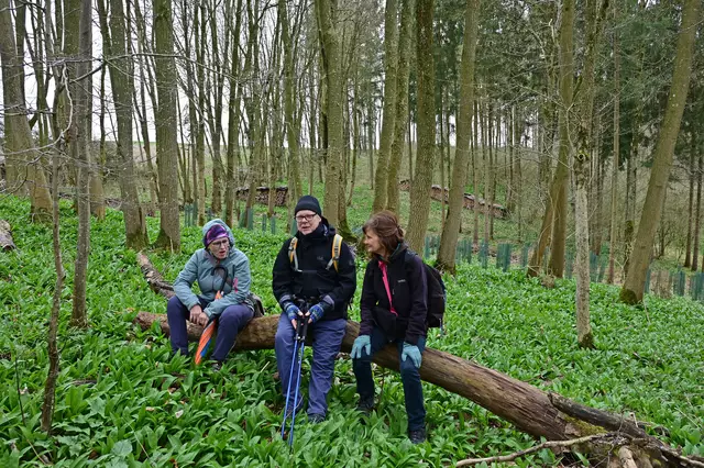 Wellness im Bärlauchwald. | Foto: Michael Harmsen