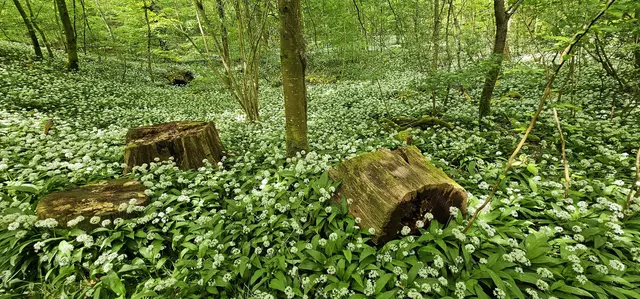 Noch blüht der Bärlauch im Köpfertal in Heilbronn nicht wie auf dem Foto von Evelyn Baumgart - aber die Blätter sind schon alle da.  | Foto: Evelyn Baumgart