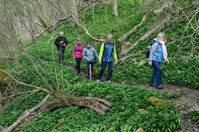 So sieht die Natur aktuell aus: Der Bärlauch bildet überall grüne Teppiche und verströmt seinen typischen Duft. Der Schwäbische Albverein Weinsberg war bei Kirchberg an der Jagst unterwegs. | Foto: Schwäbischer Albverein Weinsberg