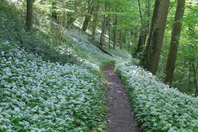 In Hohenlohe: Auch am Ockenauer Steg Richtung Villa Schöneck hat Ralf Röser diese Bärlauchpracht entdeckt.  | Foto: Ralf Röser
