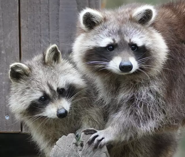 Friedlich mit unschuldigem Blick | Foto: Moni Bordt