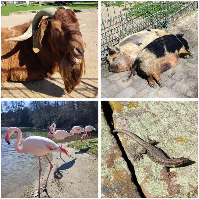 Tierwelt am Killesberg | Foto: Aurelia Kling