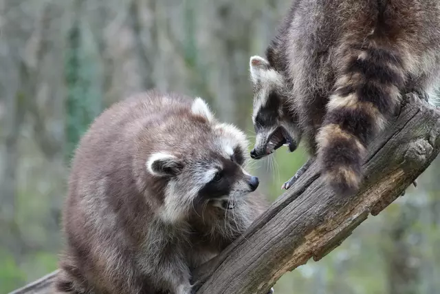 ...man faucht sich erst mal an... | Foto: Moni Bordt