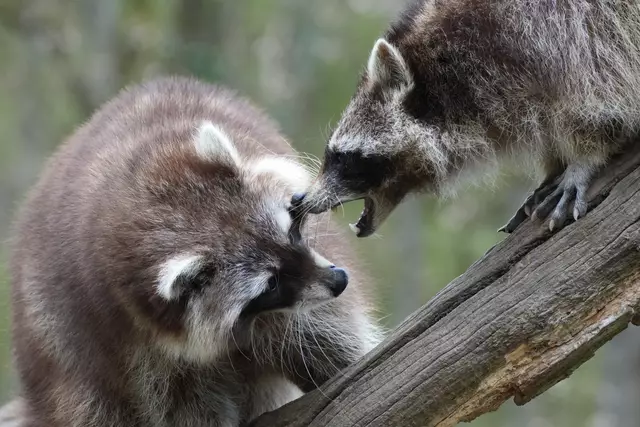 ..."hau ab!" | Foto: Moni Bordt