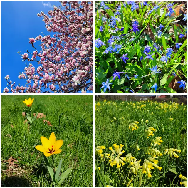 Magnolien, Blausternchen, Weinbergtulpen und Waldschlüsselblumen | Foto: Aurelia Kling
