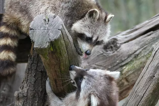 ...Kletterkünstler - glücklicherweise - sonst wäre eins der Tiere bestimmt abgestürzt... | Foto: Moni Bordt