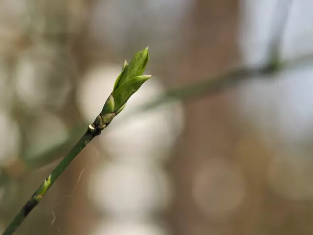Foto: S. Wiggenhauser, Knospe im Köpfertal