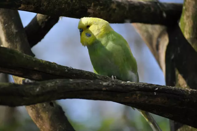 Und ein paar Wellensittiche sind auch im Gehege dabei. | Foto: Daniela Somers