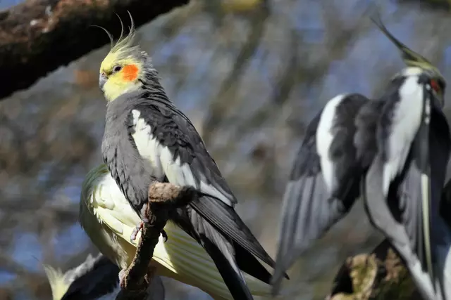 Die Männchen haben eine ausgeprägte gelbe Gesichtsmaske. | Foto: Daniela Somers