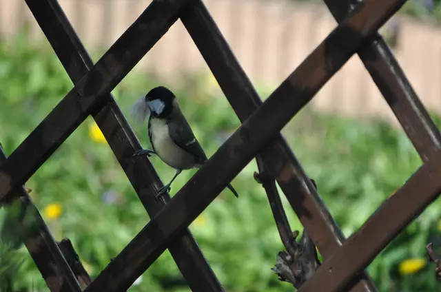 Die Meise hat sich einen Knäul Katzenhaare geholt. Da wird das Nest bestimmt schön kuschelig.  | Foto: Daniela Somers