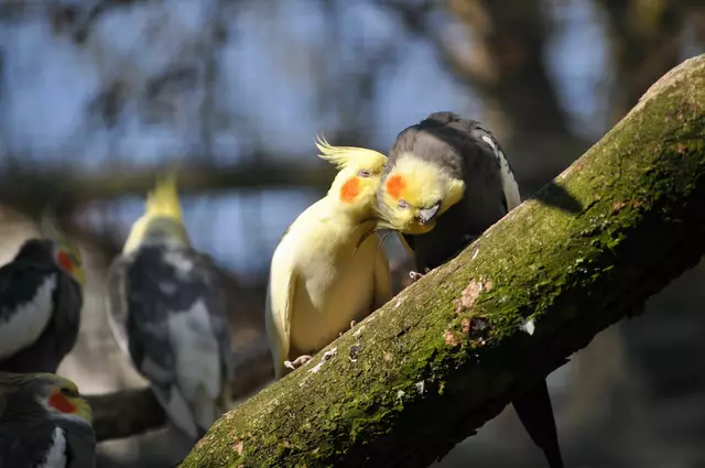 Ja, genau das ist die Stelle :-)) Hier sieht man wie sehr die Tiere sich gegenseitig brauchen. | Foto: Daniela Somers
