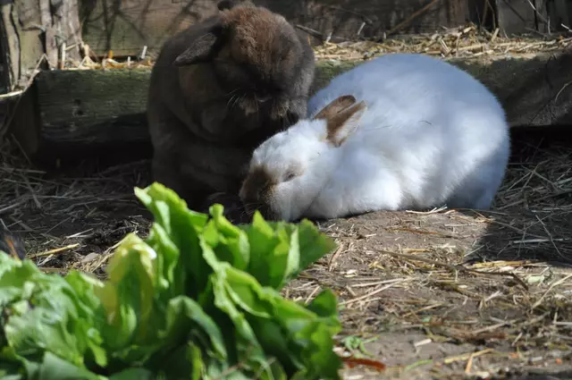 Mal putze ich mich selber. Mal putze ich meine Freundin. | Foto: Daniela Somers