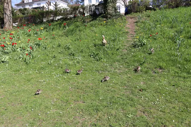 Nilgansfamilie im Pfühlpark | Foto: Marga Specht