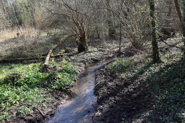 Pfühlbach mit Bärlauch | Foto: Marga Specht