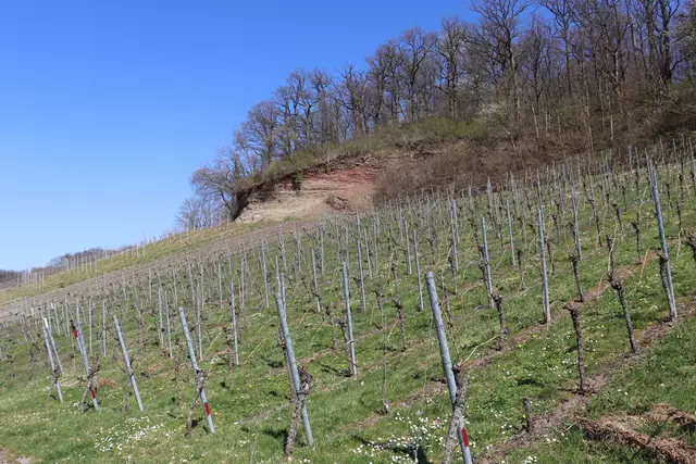 Weinberge am Schilfsandsteinbruch | Foto: Marga Specht