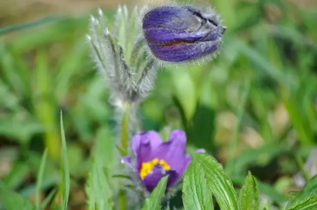 Die vielen Haare, die wie Flaum aussehen, schützen die Pflanze und die Knospen vor Frost. | Foto: Daniela Somers