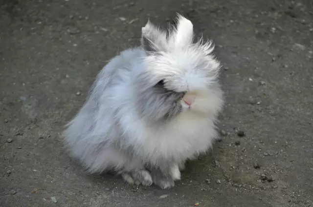 Gut gepflegt, trotz den langen Haaren. | Foto: Daniela Somers