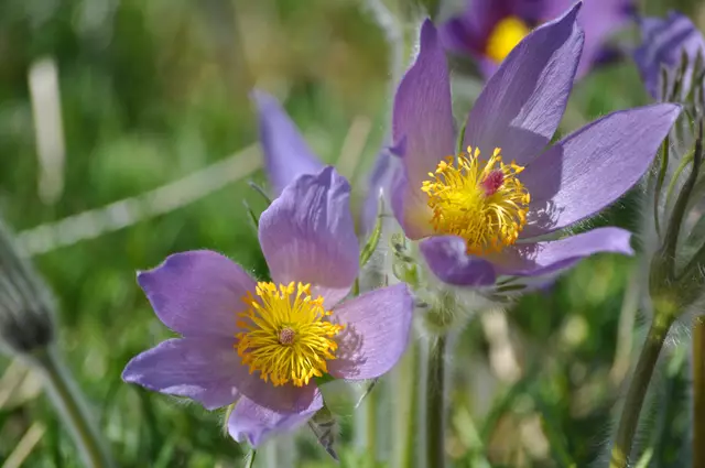 Einfach wunderschön. | Foto: Daniela Somers