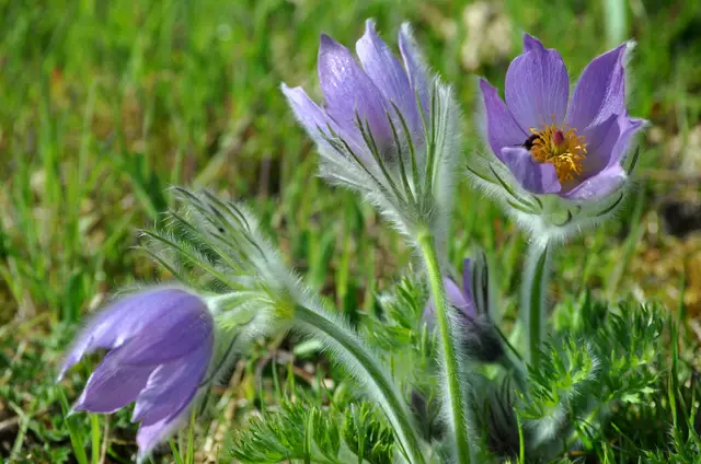Einfach wunderschön. | Foto: Daniela Somers