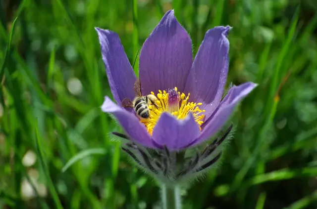 Bienchen im Glück | Foto: Daniela Somers