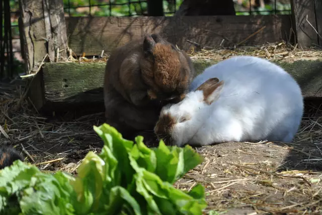 Der enge Kontakt ist wichtig für Kaninchen. | Foto: Daniela Somers