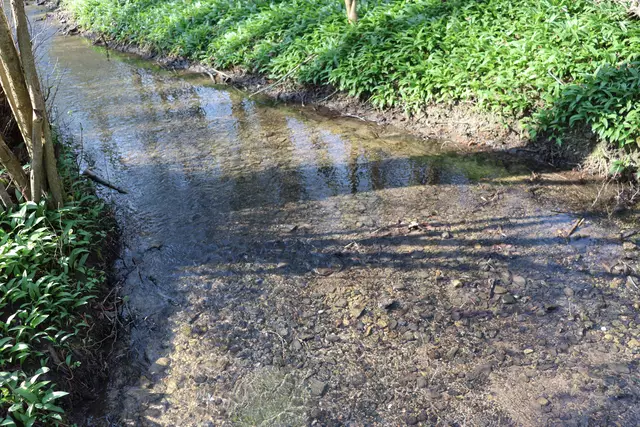 Glasklares Wasser im Pfühlbach mit Bärlauch | Foto: Marega Specht