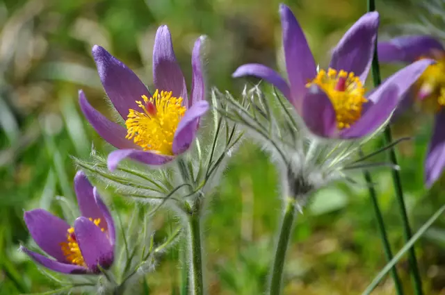 Einfach wunderschön. | Foto: Daniela Somers