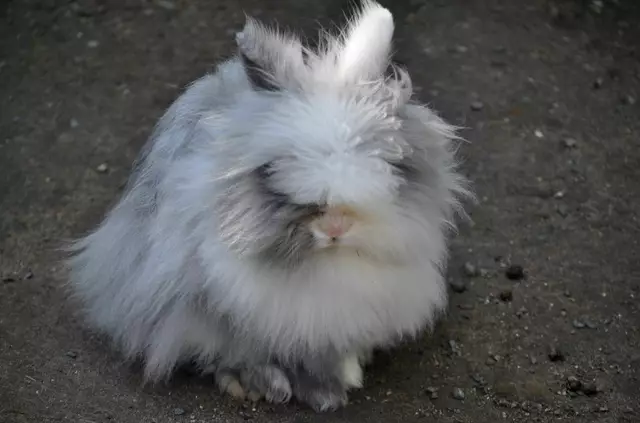 Ich seh dich trotz meiner Frisur. | Foto: Daniela Somers