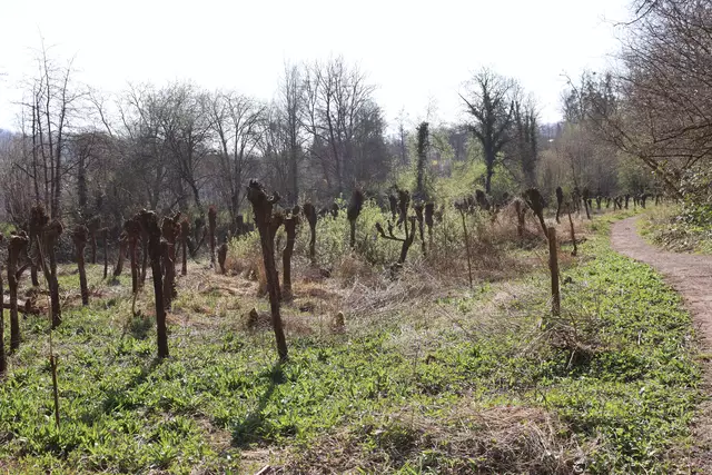 Kopfweiden im Köpfertal | Foto: Marga Specht