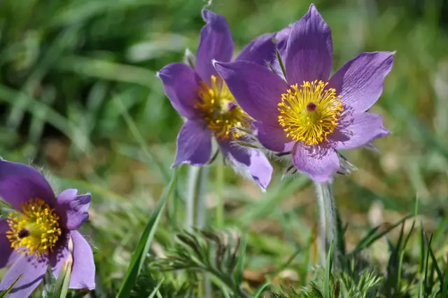 Einfach wunderschön. | Foto: Daniela Somers