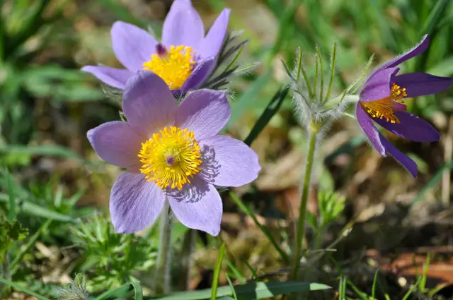 Einfach wunderschön. | Foto: Daniela Somers