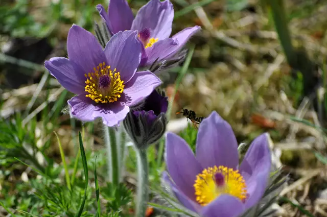 Auch Wespen zeigen an den Blüten Interesse. | Foto: Daniela Somers