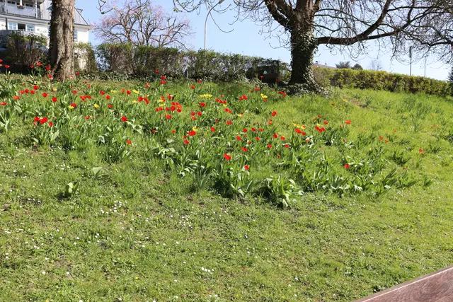 Tulpen und Narzissen im Pfühlpark | Foto: Marga Specht
