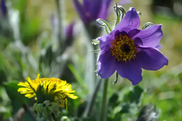 Einfach wunderschön. | Foto: Daniela Somers